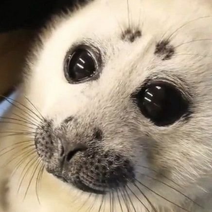 sphecodes's profile picture. 