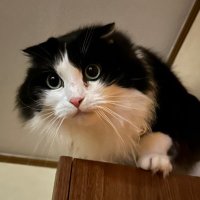 ねこ (@w_unterradiata) Twitter profile photo