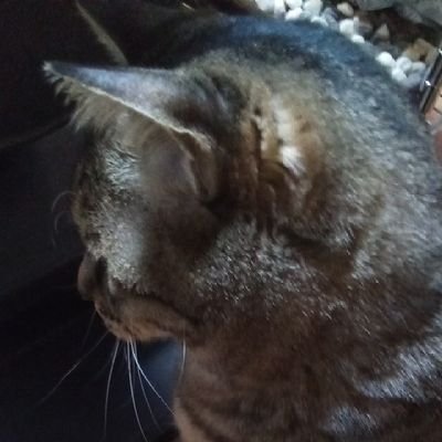 『杜の都時々田舎暮し』の政治アカ🐾猫ちゃんのように、お腹が空いたらご飯下さいと擦り寄り、寒い夜には飼い主様のお布団に入り眠る、そのような生きることに素直な猫ちゃんのその姿から政治を学ぶアカウント❣️因みに『杜の都時々田舎暮し』は、自然農の視点から『耕作放棄地は宝の大地なのだ』普及アカウント🌱