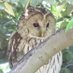 鳥G (@birder_g) Twitter profile photo 鳥G (@birder_g) Twitter profile photo