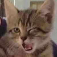 batcat (@zbatcat) 's Twitter Profile Photo batcat (@zbatcat) 's Twitter Profile Photo