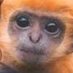 JIGsnaw (@indytanimal) Twitter profile photo JIGsnaw (@indytanimal) Twitter profile photo