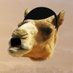 camel ETH Führer (@alcamel77) Twitter profile photo camel ETH Führer (@alcamel77) Twitter profile photo