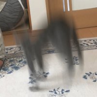 ブルーといっしょ (@life_with_blue) 's Twitter Profile