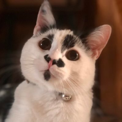 Toffeepoupou's profile picture. Le chat plus barbu que toi | IG : @/cattoffee_