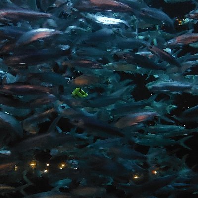 Fishes_are_math's profile picture. 