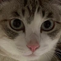 うましかくつし (@fgfgkts) Twitter profile photo