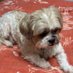 BaileysMum🇬🇧🇺🇦🇨🇦 (@mum_bailey74) Twitter profile photo BaileysMum🇬🇧🇺🇦🇨🇦 (@mum_bailey74) Twitter profile photo