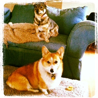 One cute Pembroke Welsh Corgi & her Swedish Vallhund sister, conquering the agility world one jump at a time.
