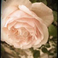 れん (@ren_curryhell) 's Twitter Profile