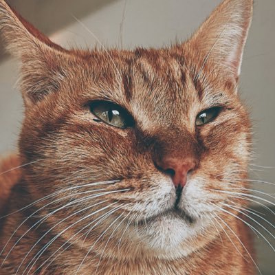 📖🐱 #猫吸い探偵 🐱📖 📚 猫がたくさん登場する小説を刊行予定✨ 🐾 取材で出会った猫ちゃんたちの写真をお届け🐈 📖 小説の情報も少しずつ更新していきます🎀 💛 猫好きさん大歓迎!一緒に楽しみましょう🐾 🎤