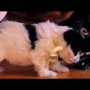 Jeanette Dailey - @jetsyross - Twitter