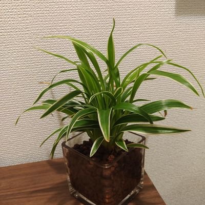 shougamichiyuki's profile picture. SF創作講座8期作家コース🌱
9期ダールグレンラジオパーソナリティ(恩田龍平さんのラジオへの思い入れに応えられるよう精進します)
小説執筆もSFというジャンルも初心者🔰ですが、小説に限らず、本を読むのは大好きです。真面目なのもヘンなものも書いてます。細く長く書き続けていくので、長い目で楽しんで頂けたら嬉しいです🖋