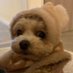 Dog (@gtedogfn) Twitter profile photo Dog (@gtedogfn) Twitter profile photo