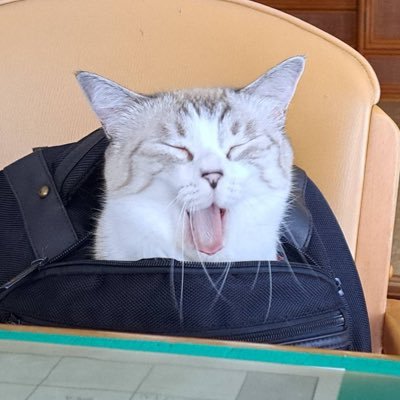 ちゃんけーダヨさんのプロフィール画像