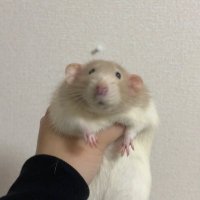 ポコ (@convoy0419) 's Twitter Profile Photo ポコ (@convoy0419) 's Twitter Profile Photo
