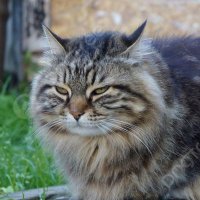 Blake the Cat (@blakethetomcat) 's Twitter Profile
