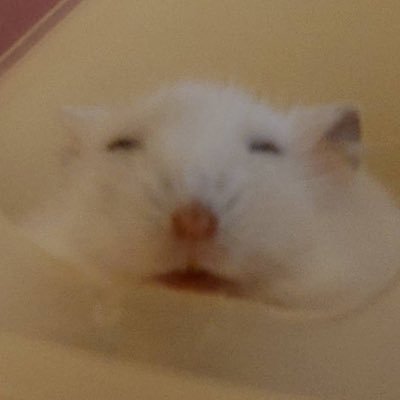 まぐちさんのプロフィール画像