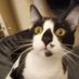Bebop chat fou (@bebopminou) Twitter profile photo Bebop chat fou (@bebopminou) Twitter profile photo
