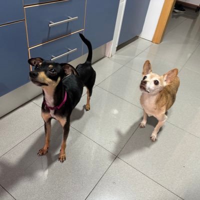 SkpkVulpis's profile picture. 