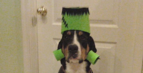 hankenstein122's profile picture. 