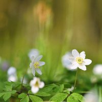 Merja Eräpolku (@merjaerapolku) 's Twitter Profile