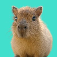 Shrimp Paste CTO (@ctoshrimp) 's Twitter Profile Photo Shrimp Paste CTO (@ctoshrimp) 's Twitter Profile Photo