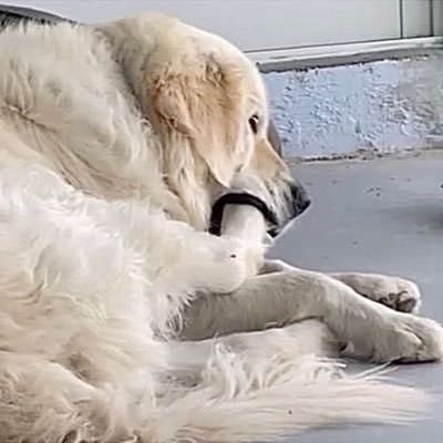 #VoodsFoods or #NOTVoodsFoods? Everything IS #VoodsFoods over the 🌈 bridge!! 😇 The original Voods Fan acct from @thegoldenratio4