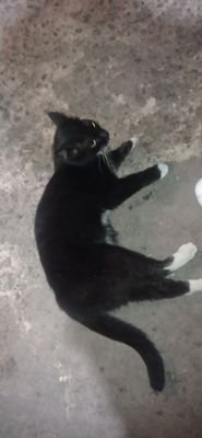 elmevalecinco's profile picture. Abogado interesado en el Derecho Informatico,Protección de Datos Personales y Privacidad, apasionado por el futbol y también charlatán #LegalChallenge