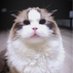 Meow (๐,๐ฐ) (@meowttt7) Twitter profile photo Meow (๐,๐ฐ) (@meowttt7) Twitter profile photo
