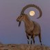 Omani_Ibex (@omani_ibex) Twitter profile photo Omani_Ibex (@omani_ibex) Twitter profile photo