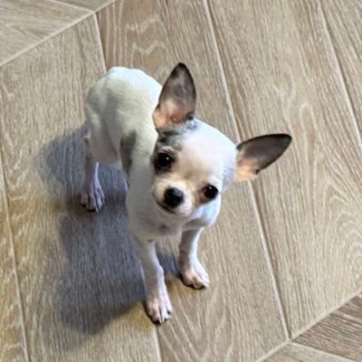 GrzegorzRakoca's profile picture. Flutter developer