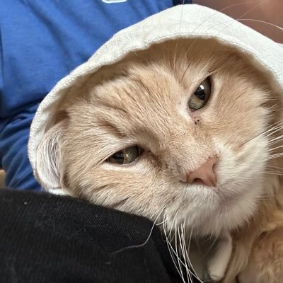 StevPeter374820's profile picture. Christian married man. Gen X.  Celtics fan.