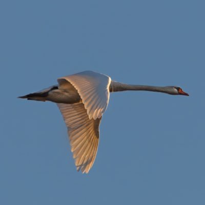 M_Grove's profile picture. 🐦👋