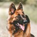 DogsVoiceUK (@dogsvoiceuk) Twitter profile photo DogsVoiceUK (@dogsvoiceuk) Twitter profile photo