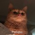 CUMTRIBUTE MEMES (@cumtributememes) Twitter profile photo CUMTRIBUTE MEMES (@cumtributememes) Twitter profile photo