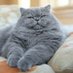 🩺 Dr. Truffe 🐾 | Vétérinaire décalée (@dr_truffe) Twitter profile photo 🩺 Dr. Truffe 🐾 | Vétérinaire décalée (@dr_truffe) Twitter profile photo