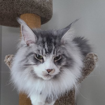 I am a newb options trader, and I love my Maine Coon cats. Not financial advice. Do good and be kind. #MaineCoon