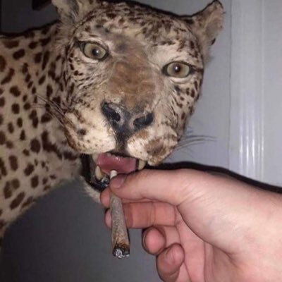 ballajujuba's profile picture. passa nada das minhas vista¡