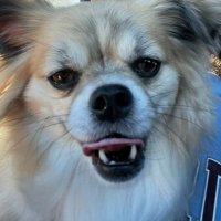 Anderson Koncki (@letsgocards13) 's Twitter Profile