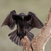 Raven (@raidensami) 's Twitter Profile