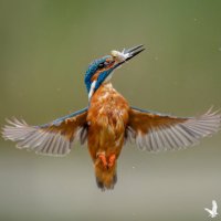 James Gregory Wildlife Photography (@jamesgregoryph) 's Twitter Profile Photo James Gregory Wildlife Photography (@jamesgregoryph) 's Twitter Profile Photo
