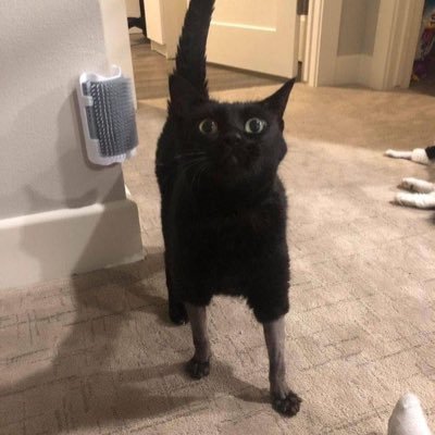 galantpokolenia's profile picture. 