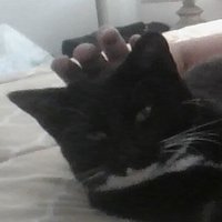 AKitsuneNamedMax (@maxyboi101) 's Twitter Profile