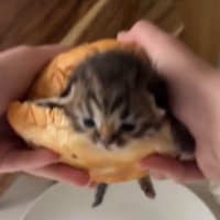 Lonely cat Baeggi (@dominhoooooo) 's Twitter Profile