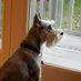 Phyllis Jackson (PJ) 🐕 (@mngalal) Twitter profile photo Phyllis Jackson (PJ) 🐕 (@mngalal) Twitter profile photo