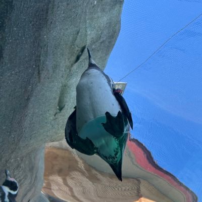 m_chyz's profile picture. お笑いとバンドが好きです。なんとなく動かします。