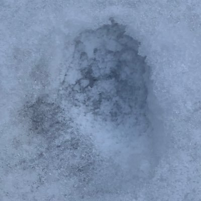 coalsdla11's profile picture. 