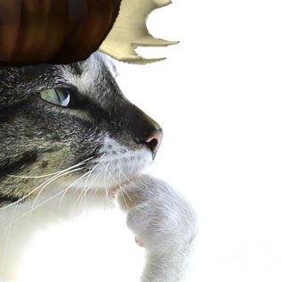 moosewasthere's profile picture. Programmer, Freelancer
Worked on Elemental Dungeons, Sword Simulator & More!