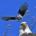 Blue Jay Farmer-Laborite (@mndemsocbluejay) Twitter profile photo Blue Jay Farmer-Laborite (@mndemsocbluejay) Twitter profile photo